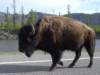 bisoninyellowstone_small.jpg